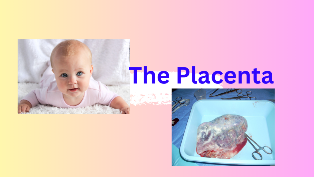 placenta