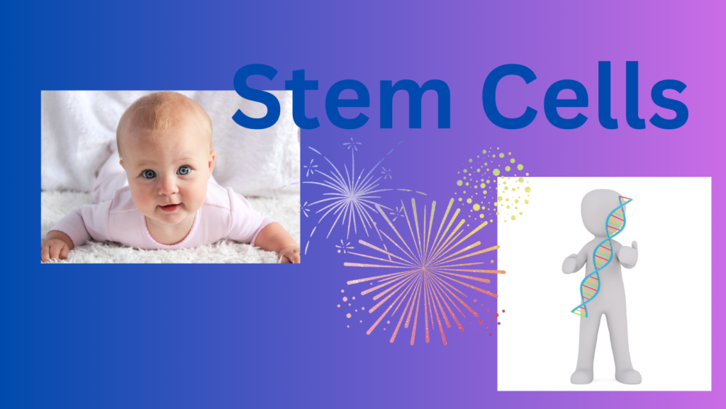 stem cells